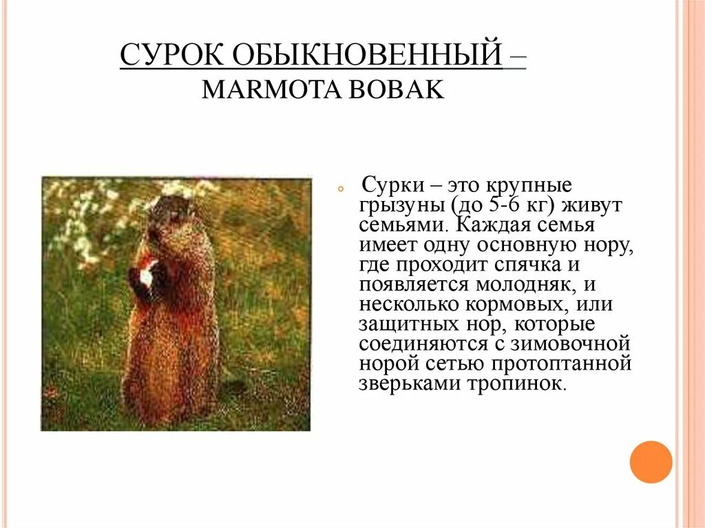 Сурок-Байбак (Marmota Bobak) в красной книге. Сурок в Белгородской области. Сообщение про сурка. Сурок описание. Сурок красная книга