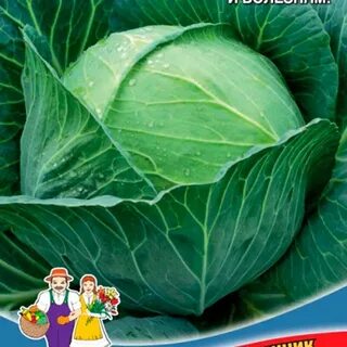 Сорт диадема капуста