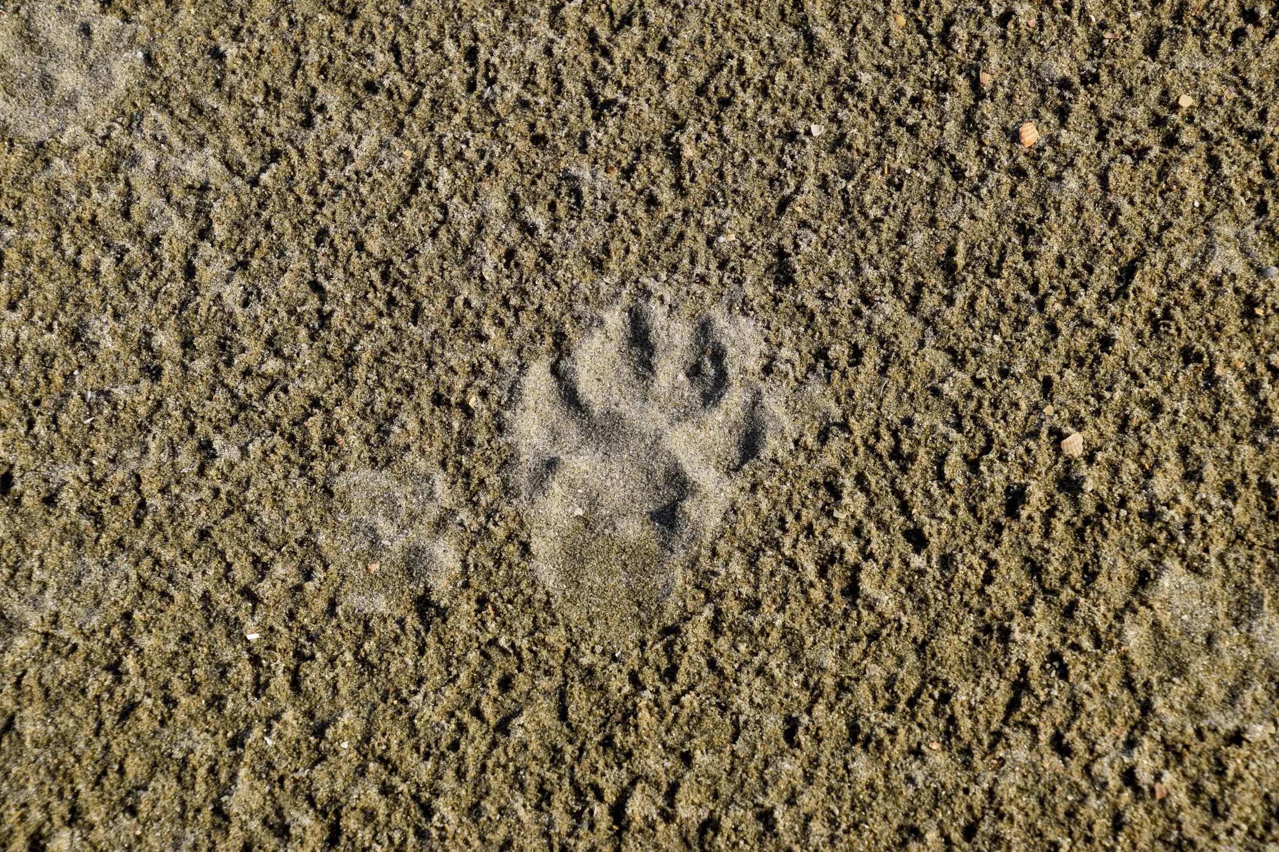 Волчьи следы фото. След волка на песке. Следы медведя. След собаки на земле. След волка и собаки отличия на песке.