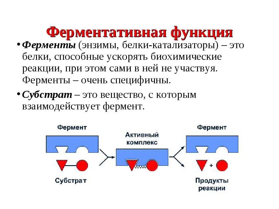 Укажите функцию ферментов. Функции ферментов. Ферментативную функцию в организме выполняют. Ферментативная функция.