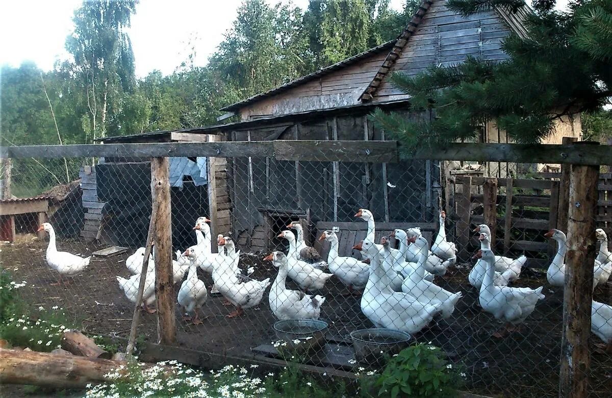 Содержание уток гусей