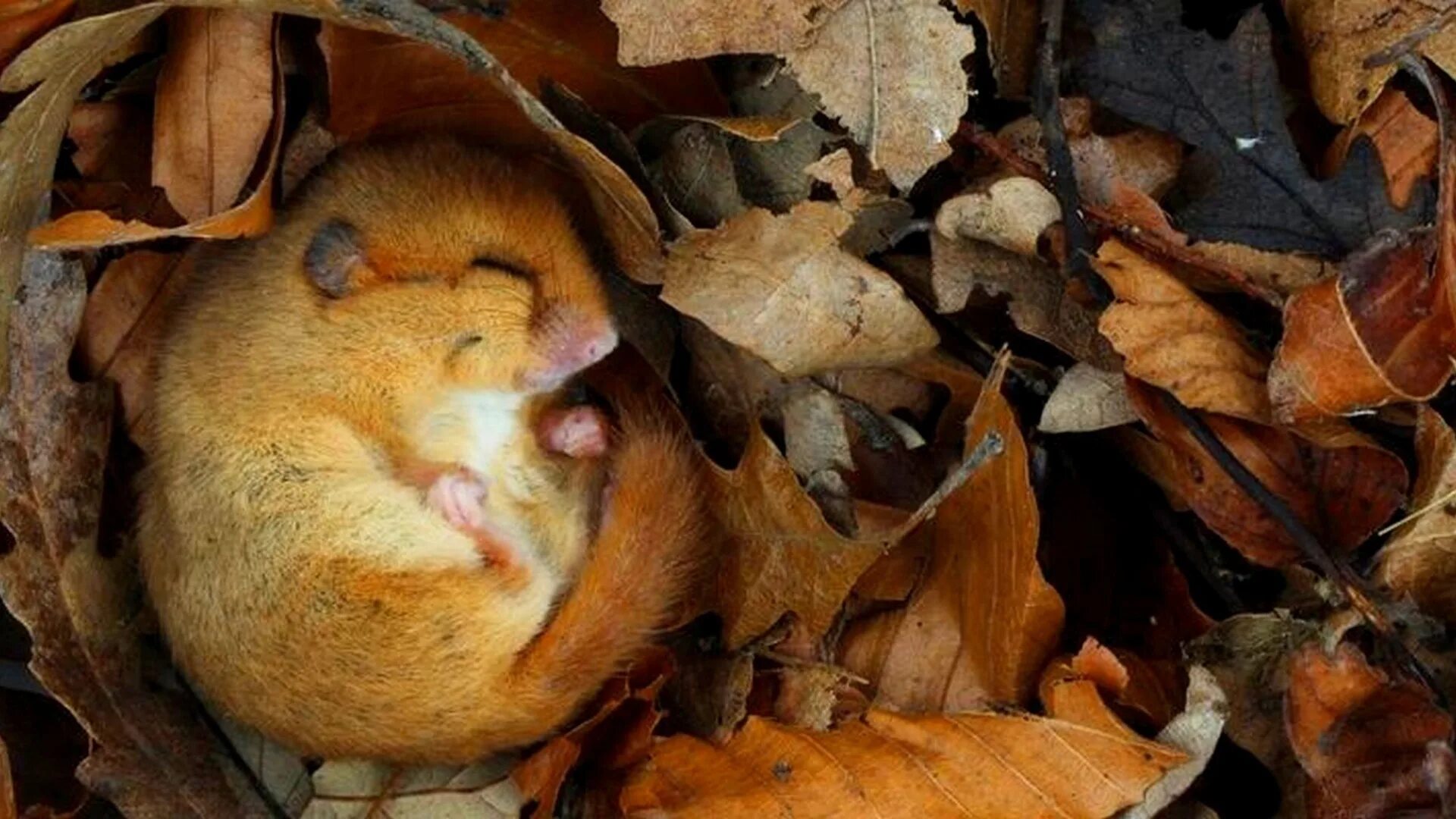 Соня полчок спячка. Соня полчок спячка. Орешниковая соня спит. Сонный хомяк. Соня полчок спячка.