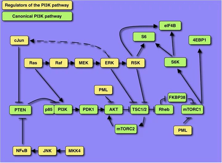 Pi3k Pathway. Pathways 3. Pi3k. MAPK Pathway. 3.3 k