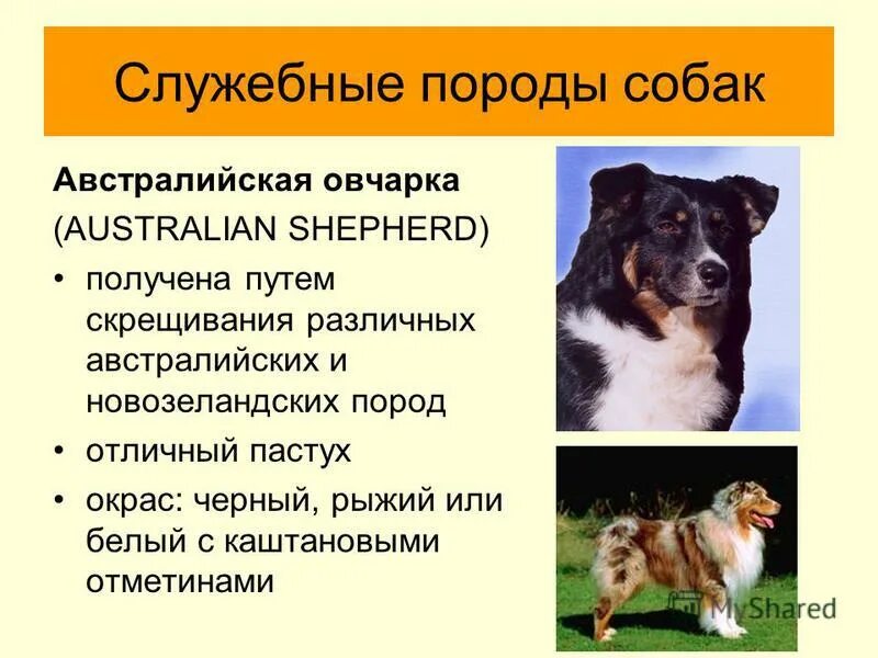 Содержание собаки порода. Служебные породы. породы собак служебные породы. собаки служебные и декоративные. охотничье и служебные собаки.