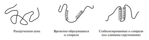 Быть представлена альфа спиралью стабилизироваться