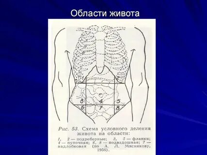 Абдоминальная область