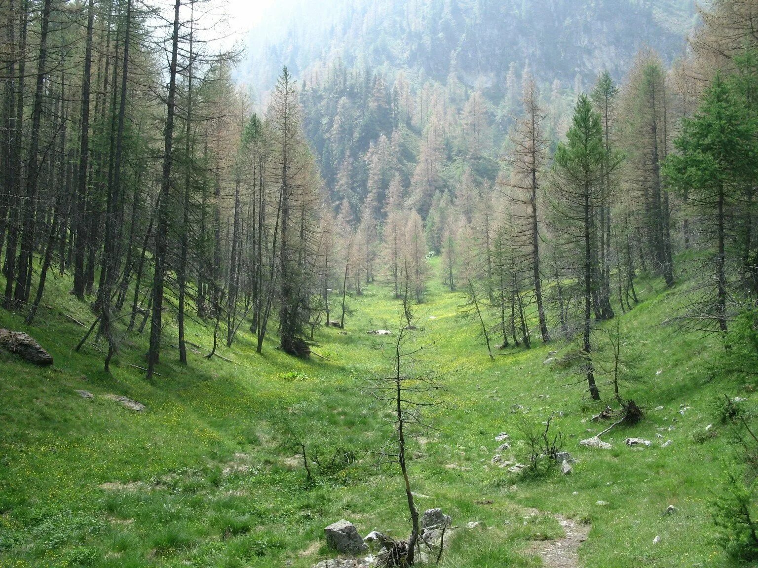 Леса число. Лиственничные леса якутии. уральские горы тайга. лес южного урала. редкостойные леса урала.