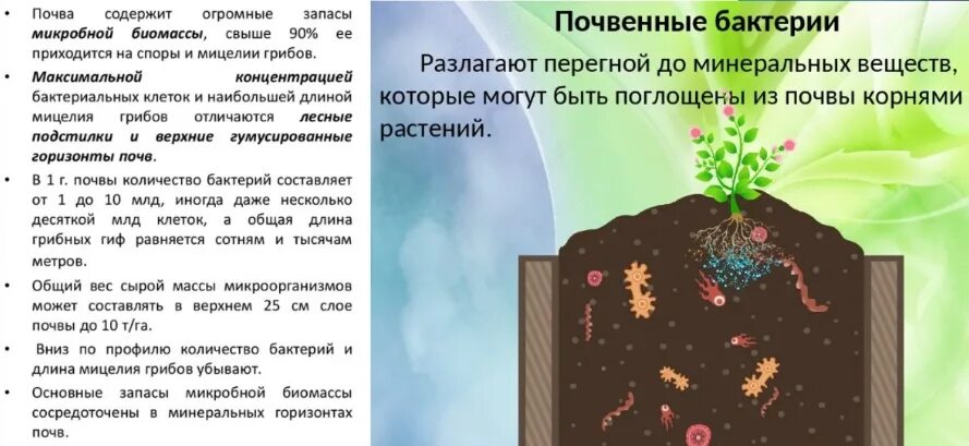Обогащает почву азотом семейство