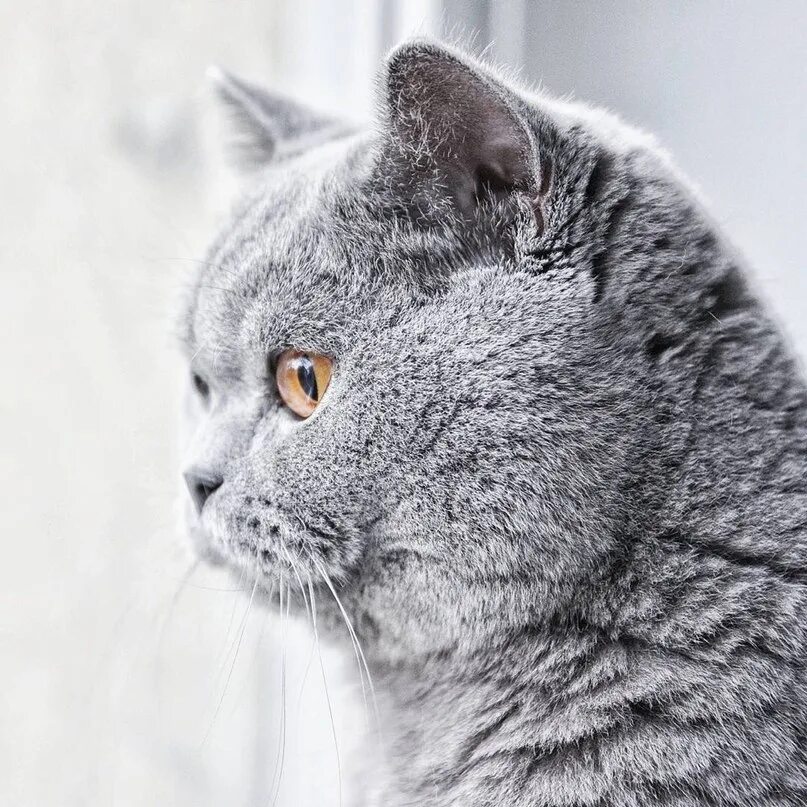 Британец кот прямоухий серый. Британский прямоухий кот. британская прямоухая голубая кошка. британский прямоухий кот голубой.