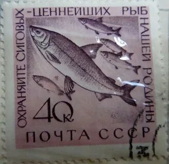 Рыбное почтовая