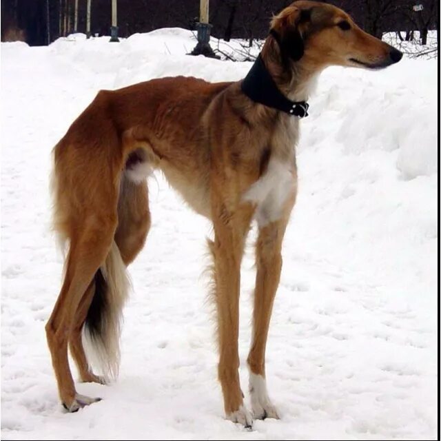 Как выглядит порода собак борзая Borzoi Daily Borzoi dog, Borzoi, Dogs