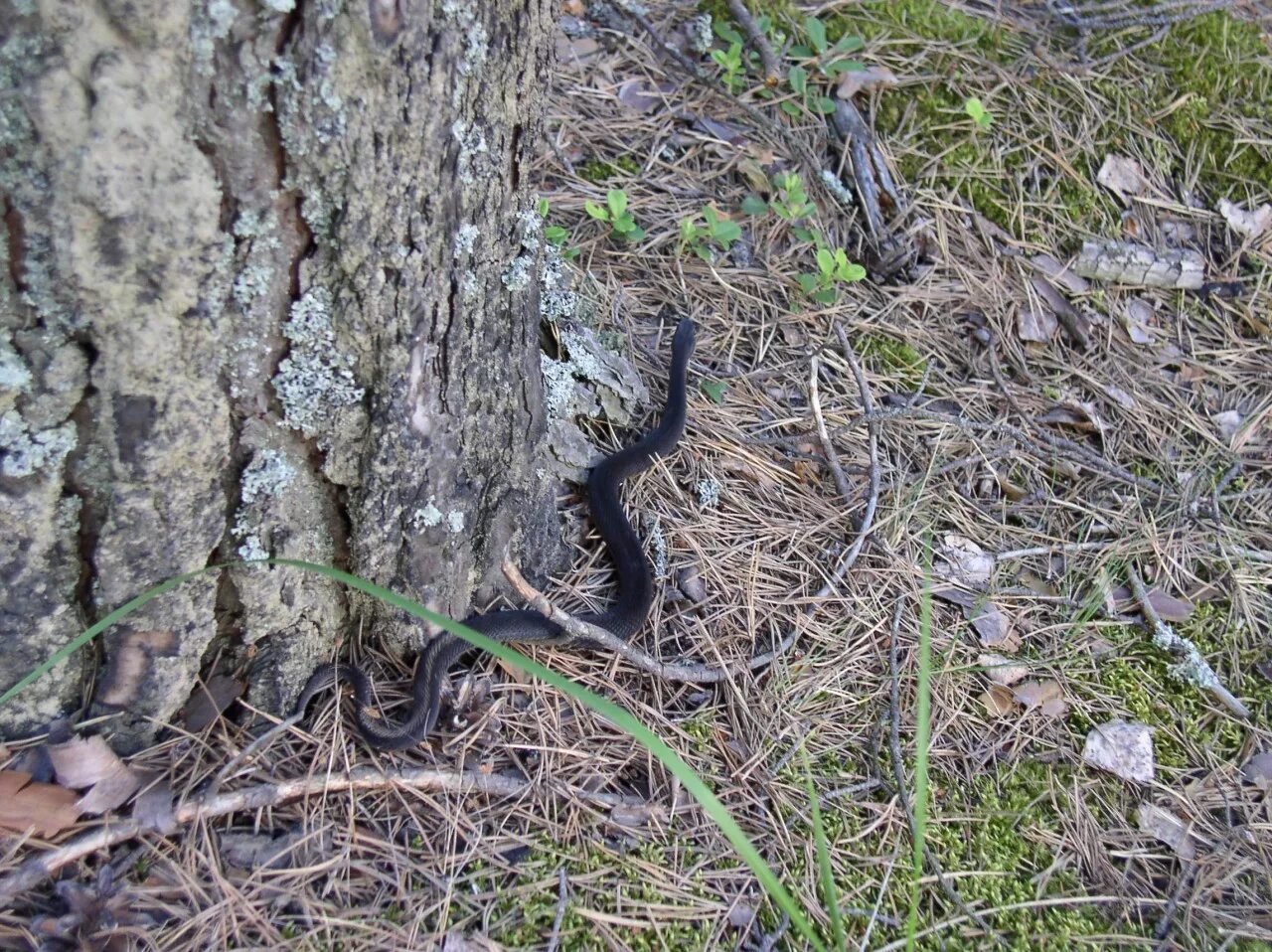 Лесной змеи 2. Змея гадюка в лесу. Гадюка Никольского (Vipera nikolskii). Гадюка обыкновенная в лесу. Гадюка обыкновенная Лесная.