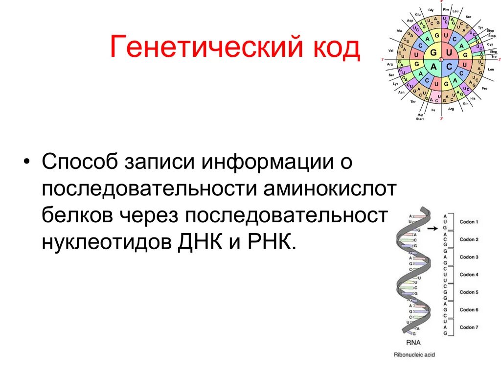 Схема расшифровка генетической информации. Генетический код. Наследственная информация и генетический код. Генетический код белка.