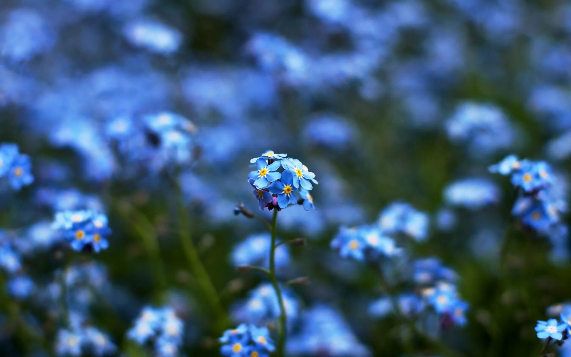 Незабудка синенькие цветочки. Синие цветы полевые незабудки. Незабудка крупноцветковая. Незабудка голубые глазки многолетник. Цвет лютика и незабудки