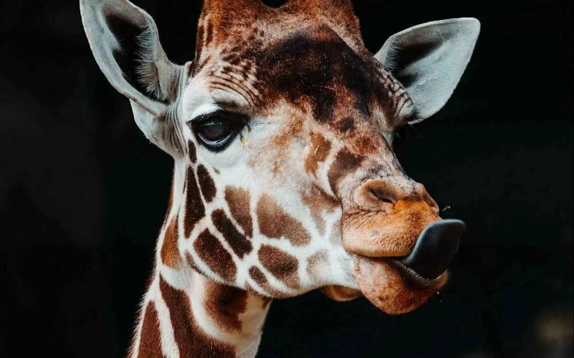 GIRAFFE TONGUE Flickr - Photo Sharing! Giraffe facts, Giraffe tongue, Giraffe