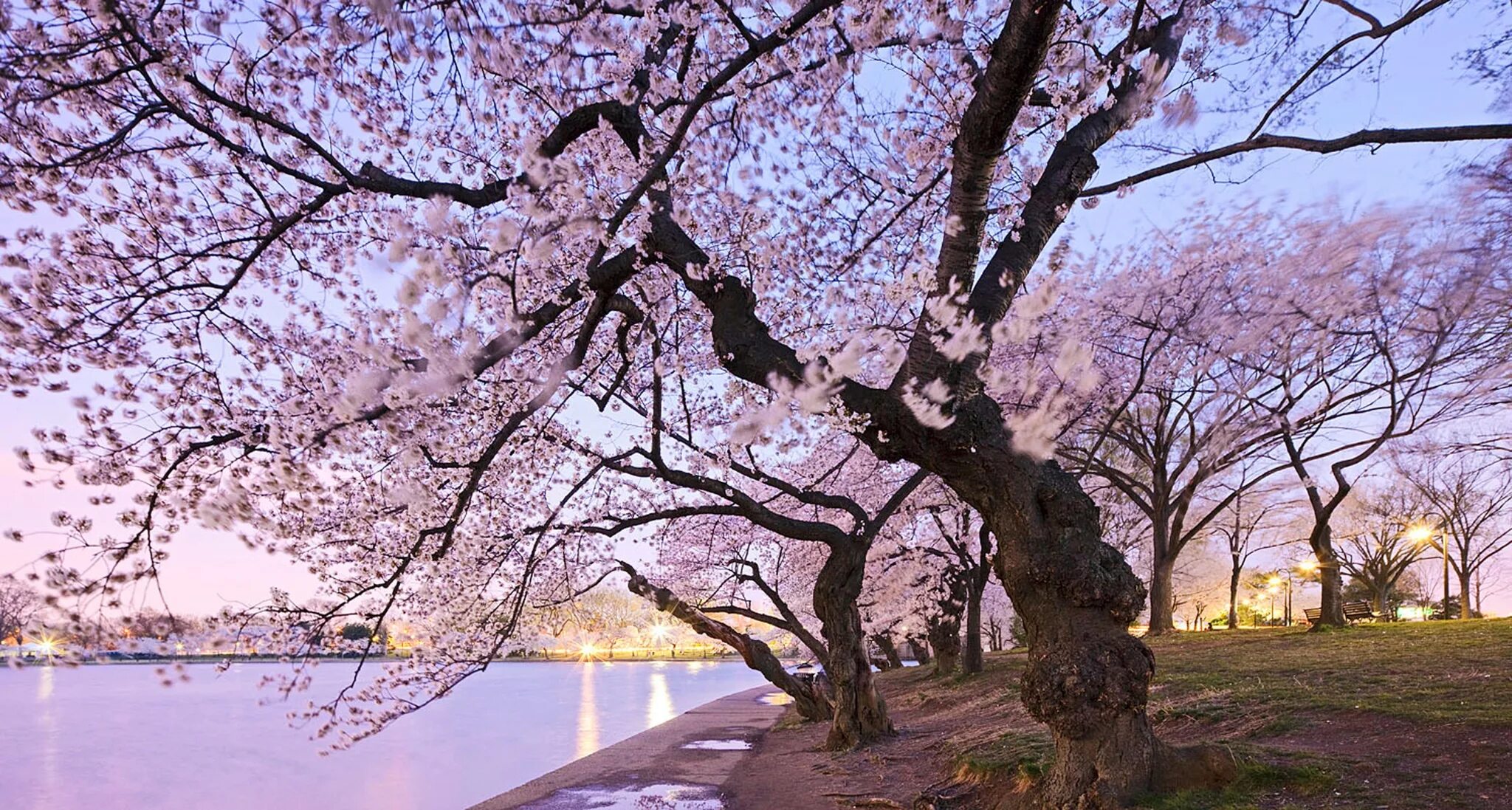 Сакура дерево. Сакура дерево вблизи. Красивые пейзажи Сакура. Необычно цветущие деревья. Сакура рядом