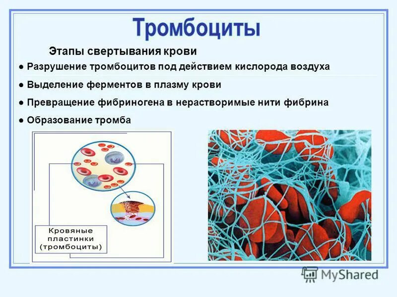 Как изменится количество фибрина после пореза. Тромбоциты в крови фаза свертывание. Тромбоциты этапы свертывания крови. Тромбоциты образование сгустка крови. Разрушение тромбоцито.