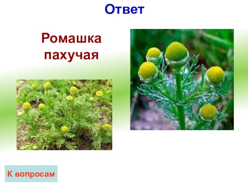 Ответы ромашки. Ромашка пахучая. Ромашка пахучая низкорослая. Ромашка пахучая царство. Ромашка пахучая листья.