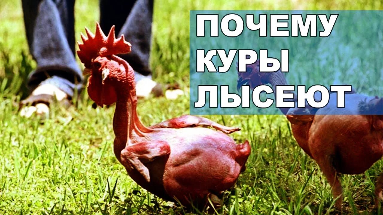 Отчего куры