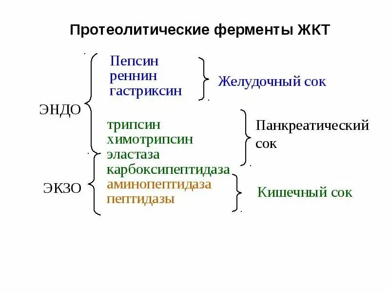 Ферменты участвуют в расщеплении белков. Переваривание белков в желудочно-кишечном тракте схема. Механизм переваривания белков биохимия. Механизмы активации протеолитических ферментов желудка. Таблица протеолитические ферменты желудочно-кишечного тракта.