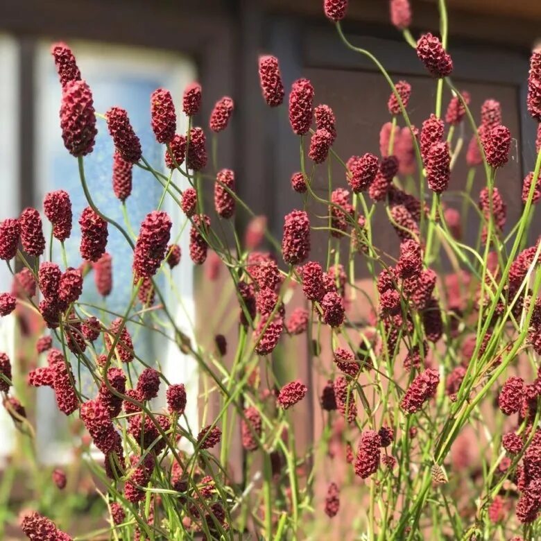 Кровохлёбка великолепная. Кровохлебка Мензиса. Кровохлёбка Cangsham Cranberry. Кровохлебка Tanna.