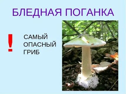 Почему называют поганка