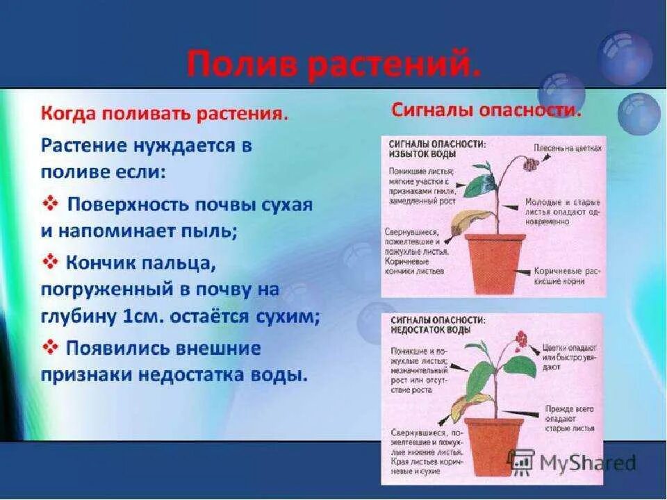 Как правильно поливать цветы