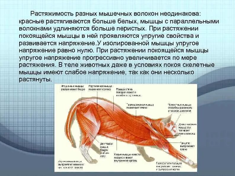 Нервы и мышцы физиология. Мускулатура система анатомия собаки. Мышечная система собаки схема. Мышцы лошади анатомия. Характеристика мышц животных.