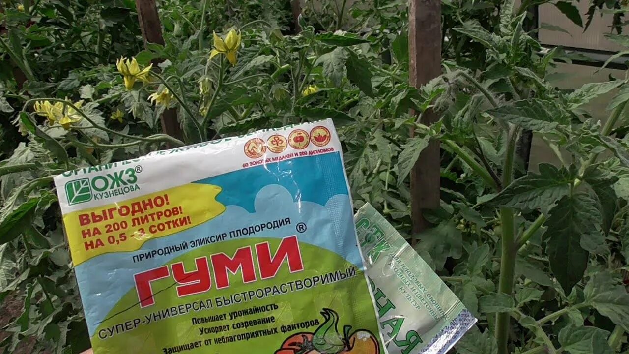 Подкормка томатов в теплице в июне. Подкормка для помидор. подкормка помидор в теплице. сухие подкормки для томатов. органические удобрения для томатов в теплице.