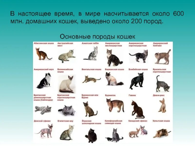 Класс собаки кошки. Примеры пород домашних животных. Породы домашних кошек и собак. Загадки про породы кошек. Примеры пород домашних животных кошек.