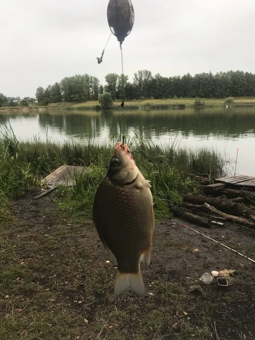 Синьковское водохранилище Дмитровский. Карповское водохранилище Дмитровский район. Карповское водохранилище Дмитровский район рыбалка. Жестылевское водохранилище рыбалка. Рыбалка в дмитровском