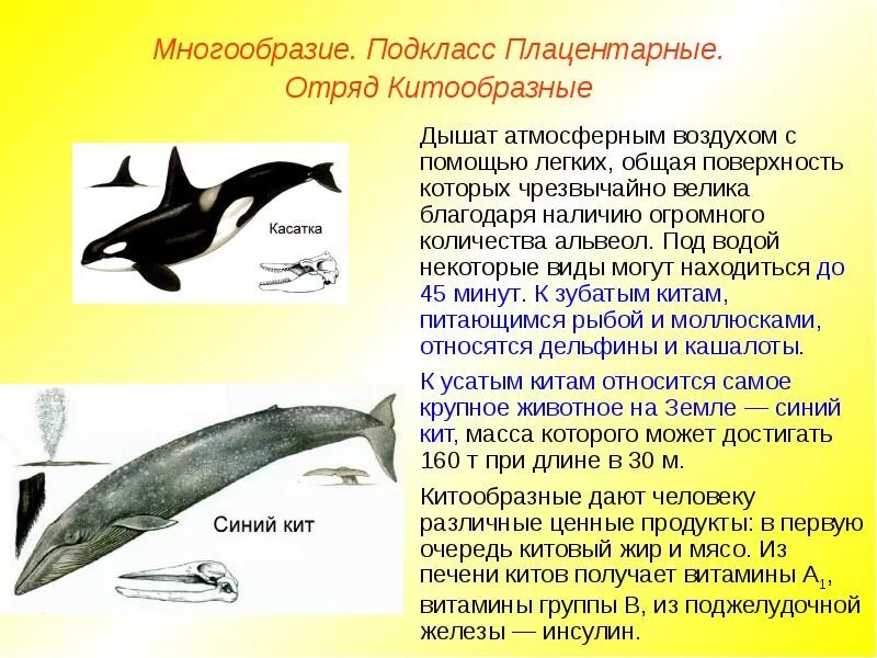 Какие общие черты строения позволяют отнести