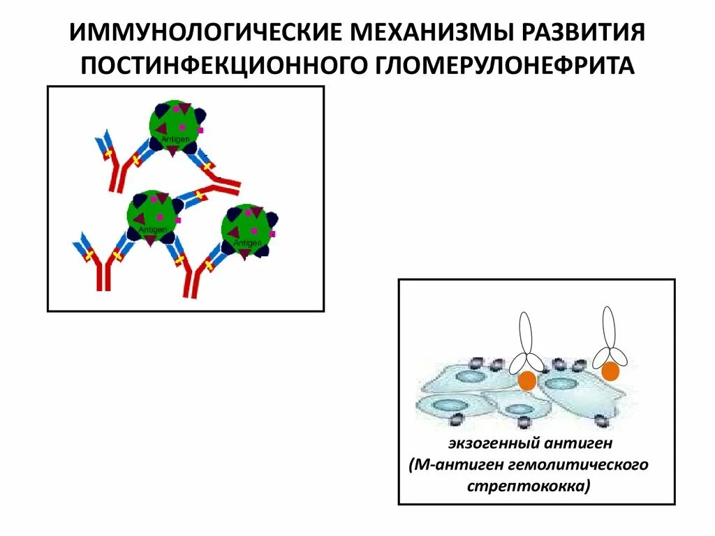 Экзогенные антигены. Иммунологические механизмы. Иммунологические механизмы действия вакцин. Механизмы иммунного ответа на экзогенные антигены.