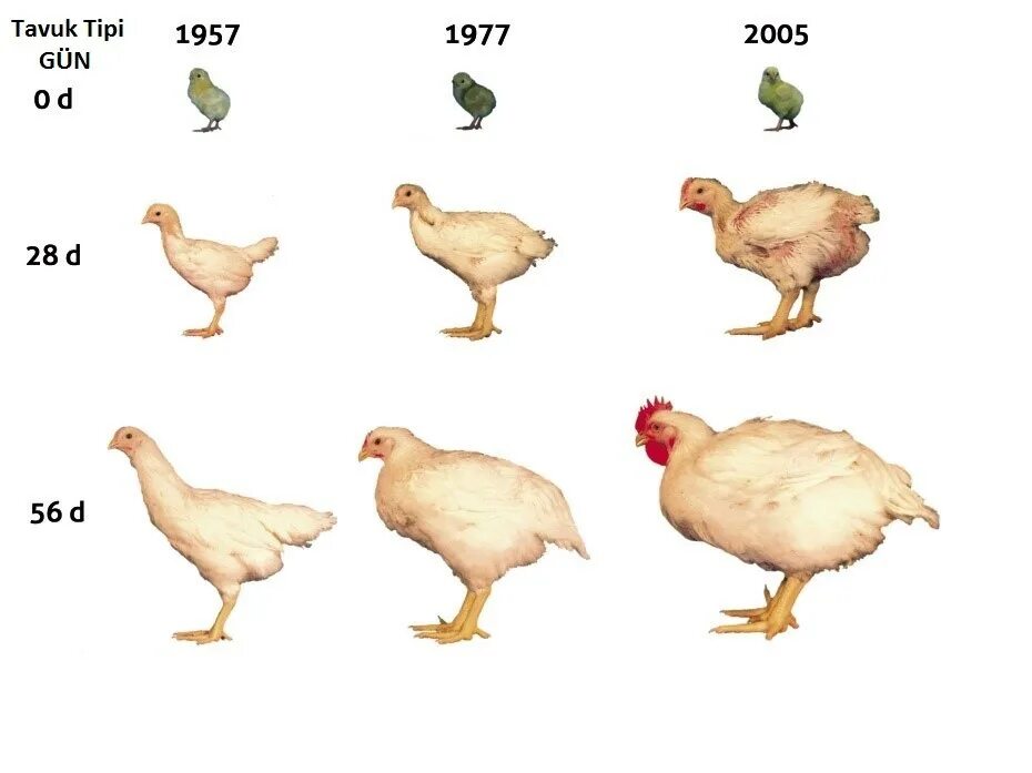 Кура рост. Взросление цыплят. Цыпленок бройлер размер. Рост цыплят. Стадии развития курицы.