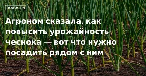 Урожайность чеснока с 1