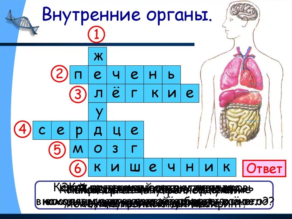 Внутреннее строение 2 класс. Внутренние органы. строение тела человека. организм человека 2 класс. внутренние органы человека.