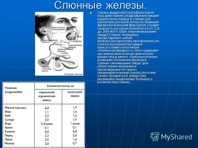 Выполняемые функции слюнной железы