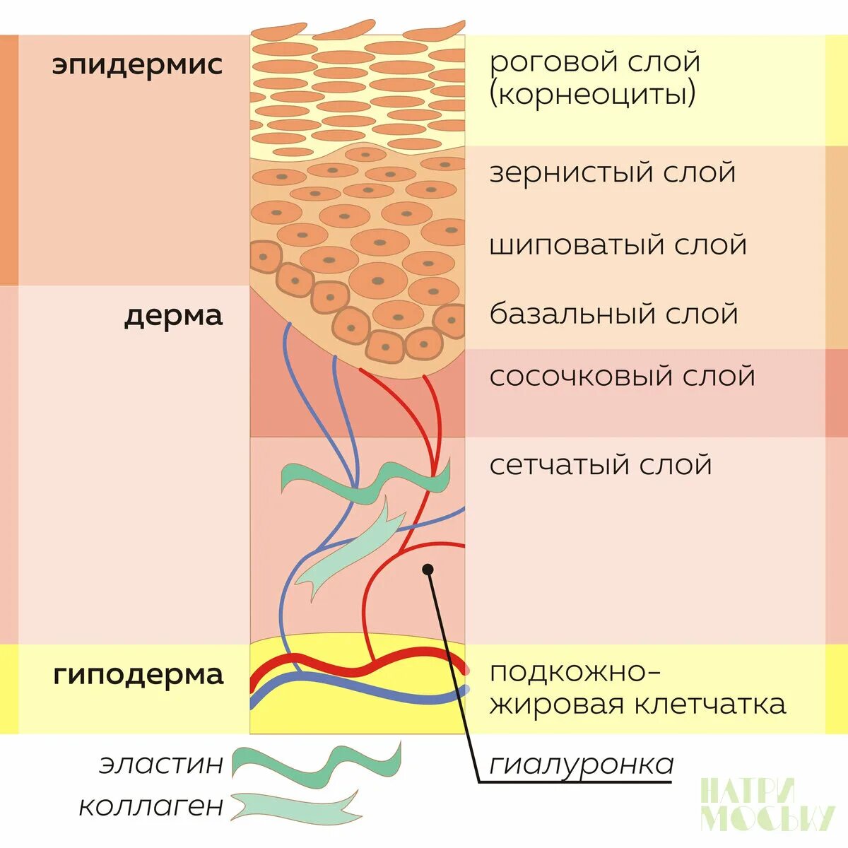 Какие три слоя кожи