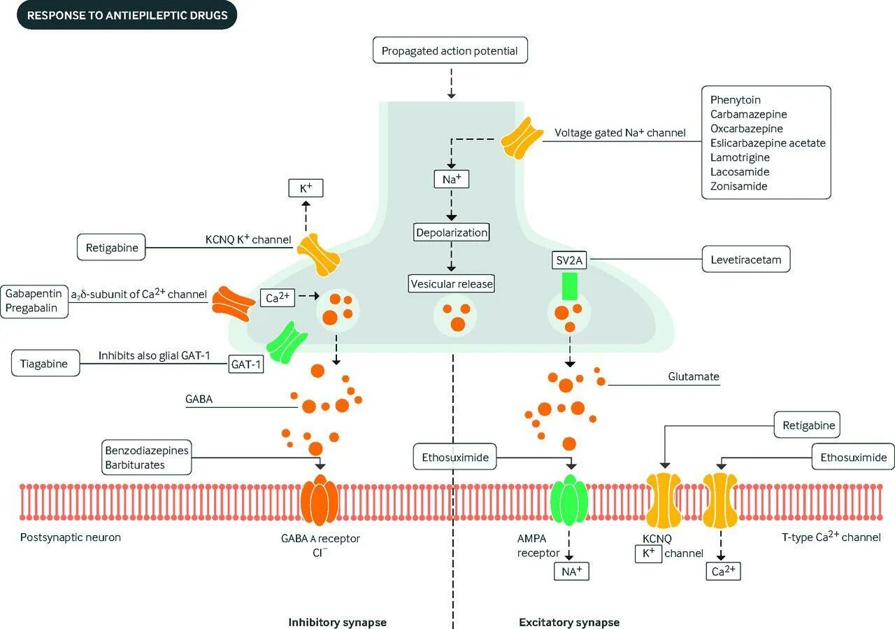 Mechanism of action. Mechanism of Action of antiepileptic drugs. Механизм действия габапентина. Габапентин механизм действия. Тиагабин механизм действия.