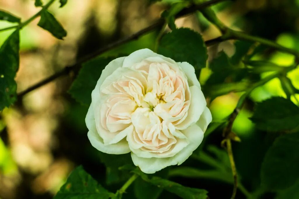 Лучшие белые розы сорта. Роза чайно-гибридная белая уайт. Белые розы крупные сорта. Роза амелия чайно гибридная. Альба роза эквадор.