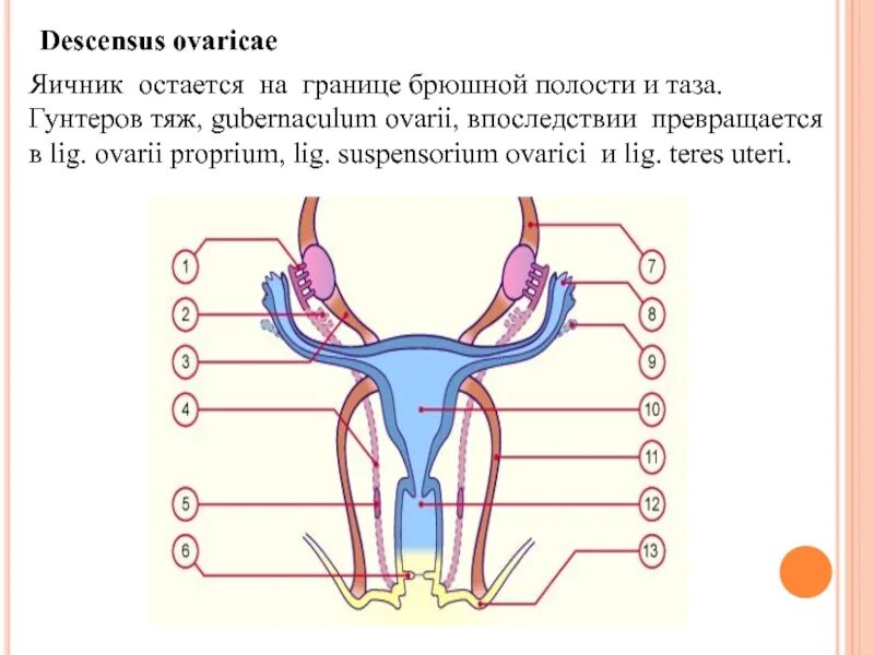 Онтогенез яичников. Граница брюшной полости и малого таза. Онтогенез мочеполовой системы человека.