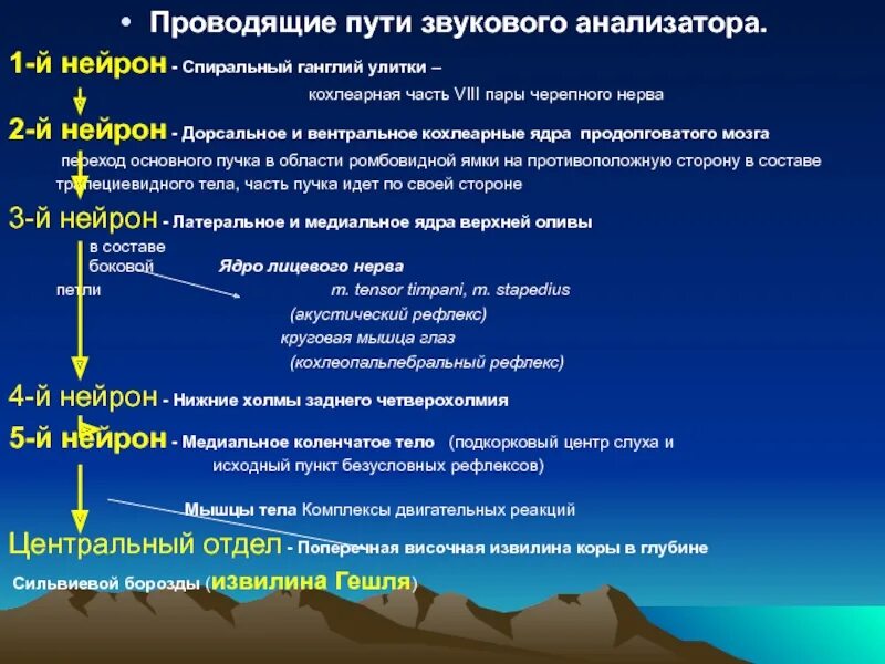 1 Нейрон слухового анализатора. Проводящие пути слухового анализатора. Проводящие пути звукового анализатора. Проводящие пути органа слуха. Проводящий путь органа слуха