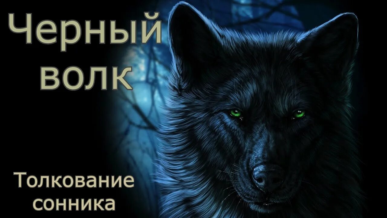 Волк приснился во сне. Снятся волки черные. Приснился черный волк. Что снится волку. К чему снится черный волк.