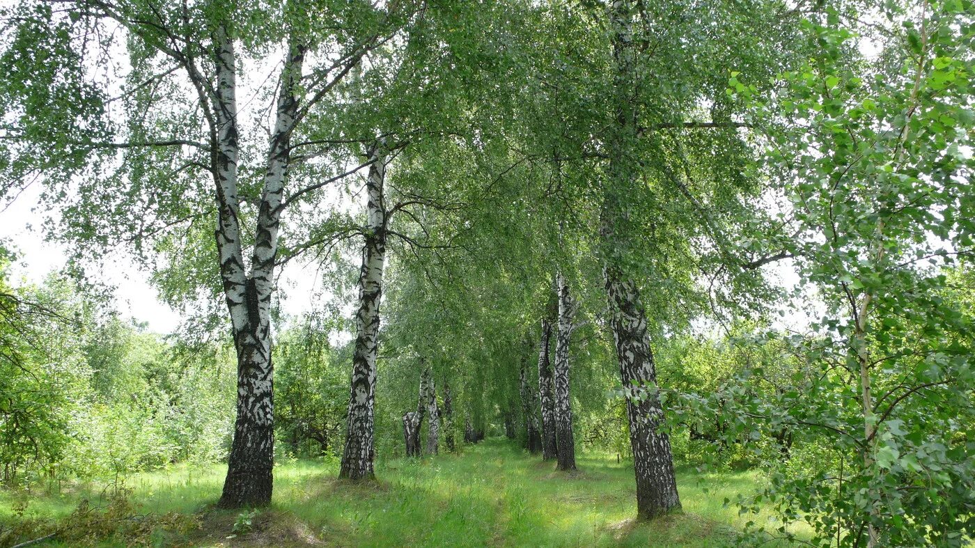 Береза повислая роща. Березовая роща береза повислая. Береза Даурская (Betula dahurica). Береза бородавчатая. Купить березу нижний новгород