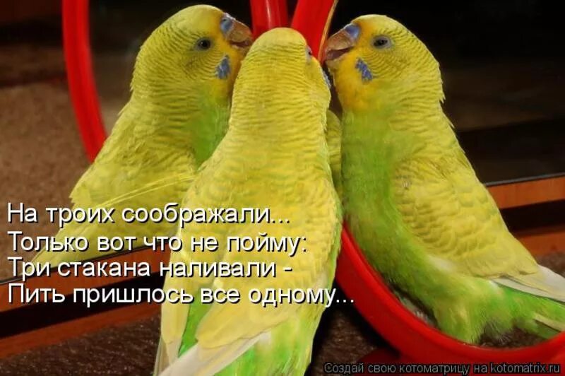 Отрицание к высказыванию любой попугай умеет разговаривать. Прикольные попугаи. попугай с надписью. попугай прикол. смешные попугаи с надписями.