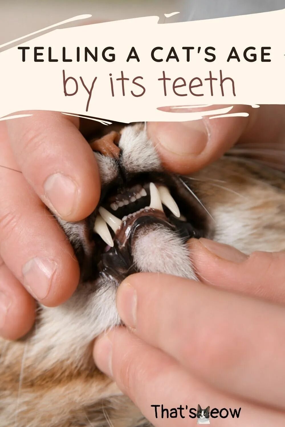 At Home Feline Dental Care - Top Feline, Pet dental care, Cat grooming