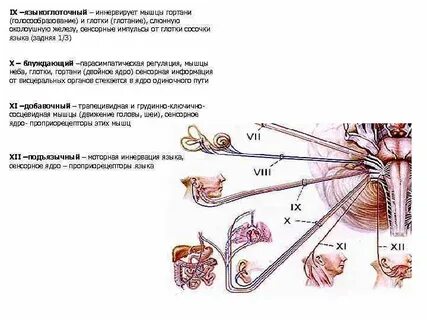 Какой нерв иннервирует