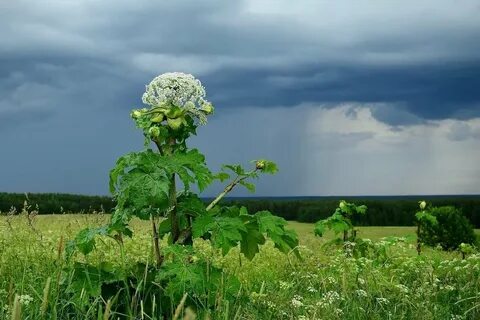 Борщевик сосновского в беларуси