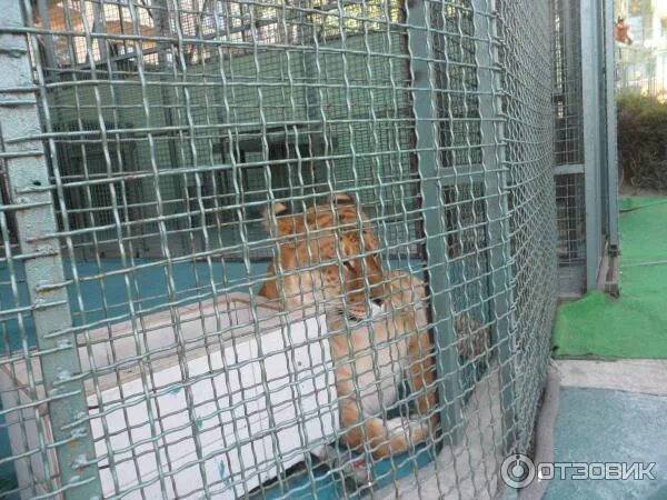Зоопарк на мамайке в сочи. Санаторий октябрьский сочи фото зоопарк. Зоопарк маврово сочи. Красиво зоопарк санаторий борисовка. Санаторий октябрьский зоопарк.