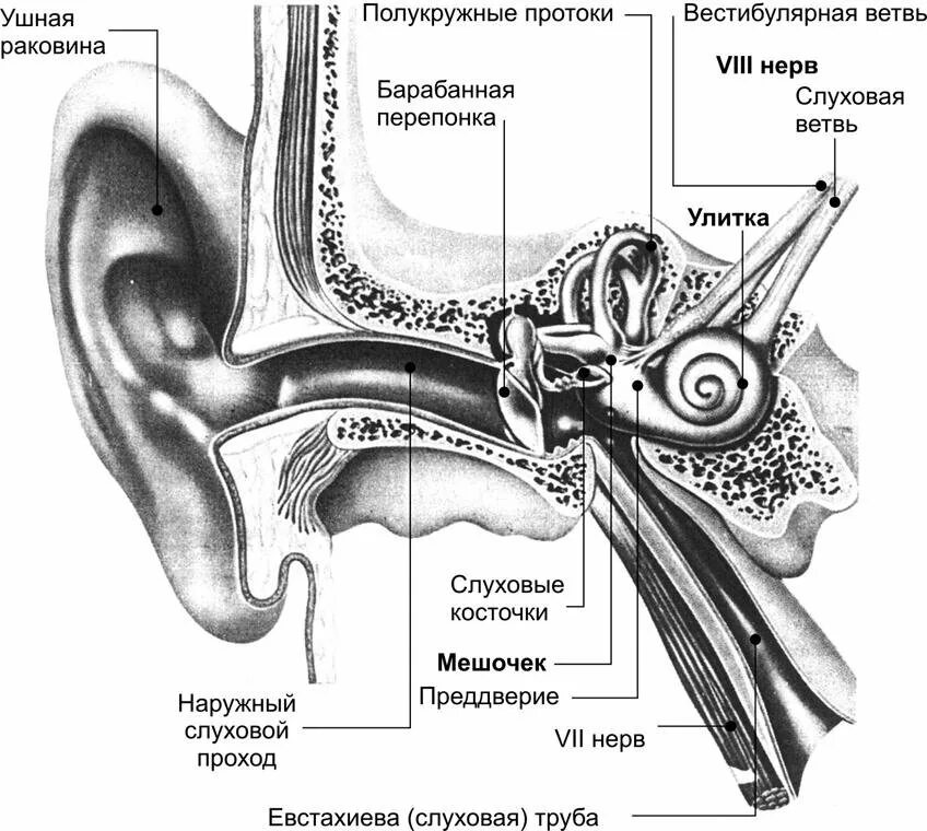 Как называется внутри уха. Анатомическое строение слухового анализатора. строение уха человека евстахиева труба. строение слухового анализатора анализатора. орган слуха и равновесия. строение. слуховой анализатор..